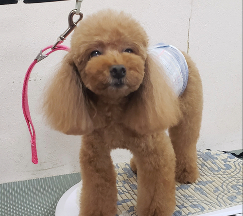 プードル ブリーダー