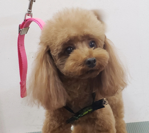 プードル ブリーダー