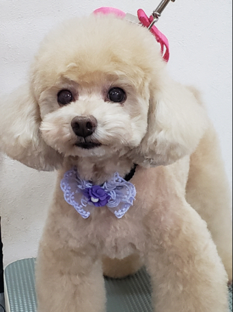 プードル ブリーダー