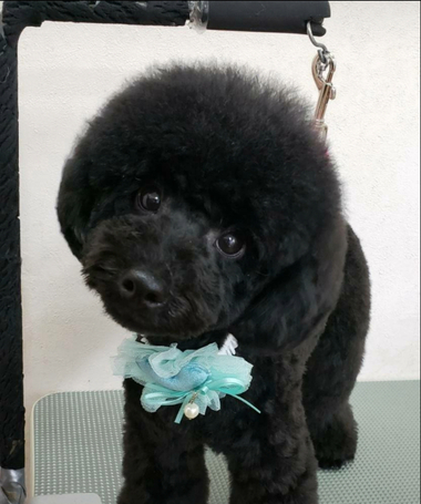 プードル ブリーダー