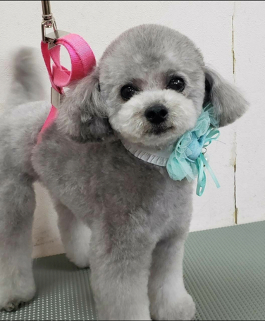 プードル ブリーダー