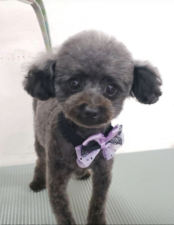 プードル ブリーダー