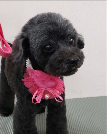 プードル ブリーダー