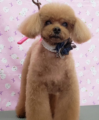 プードル ブリーダー