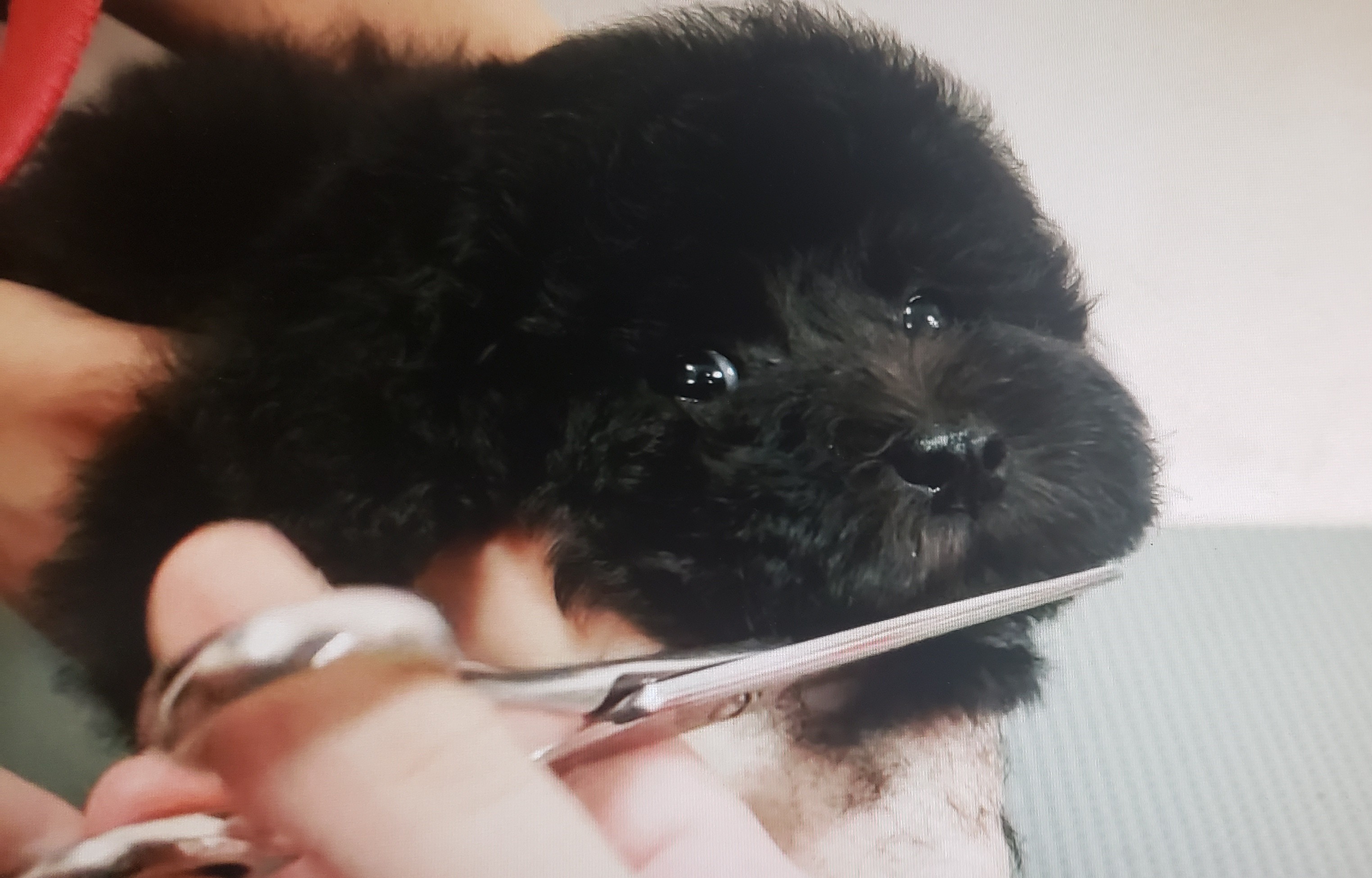 プリティードッグハウス