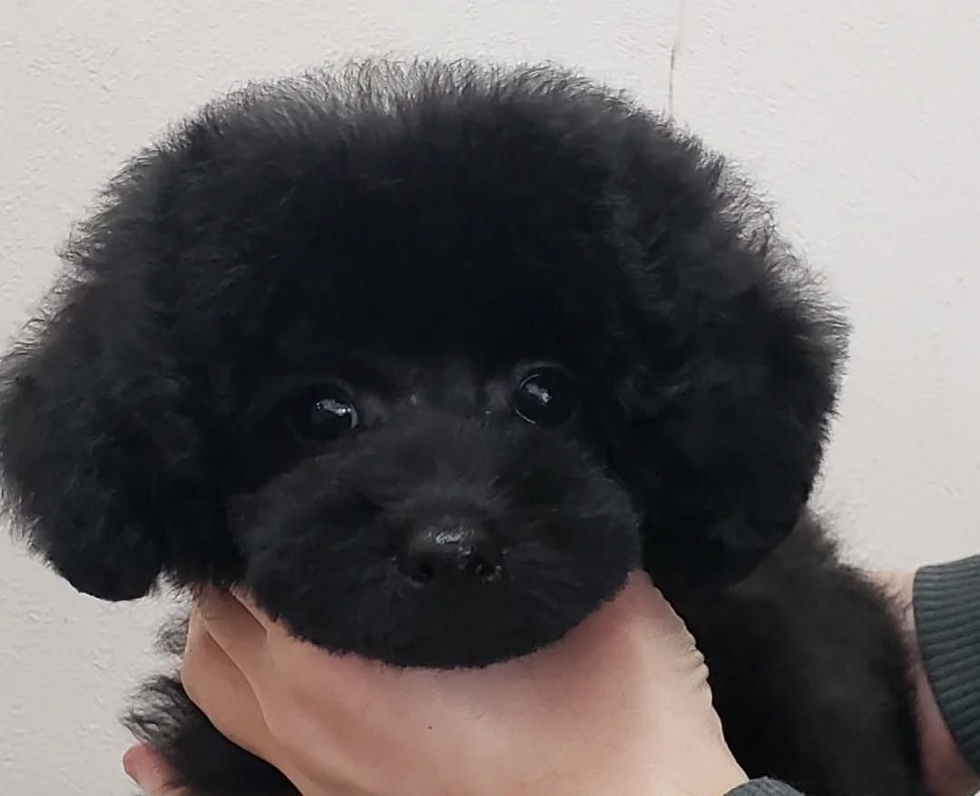 鳥取県米子市 プードル ブリーダー プリティードッグハウス