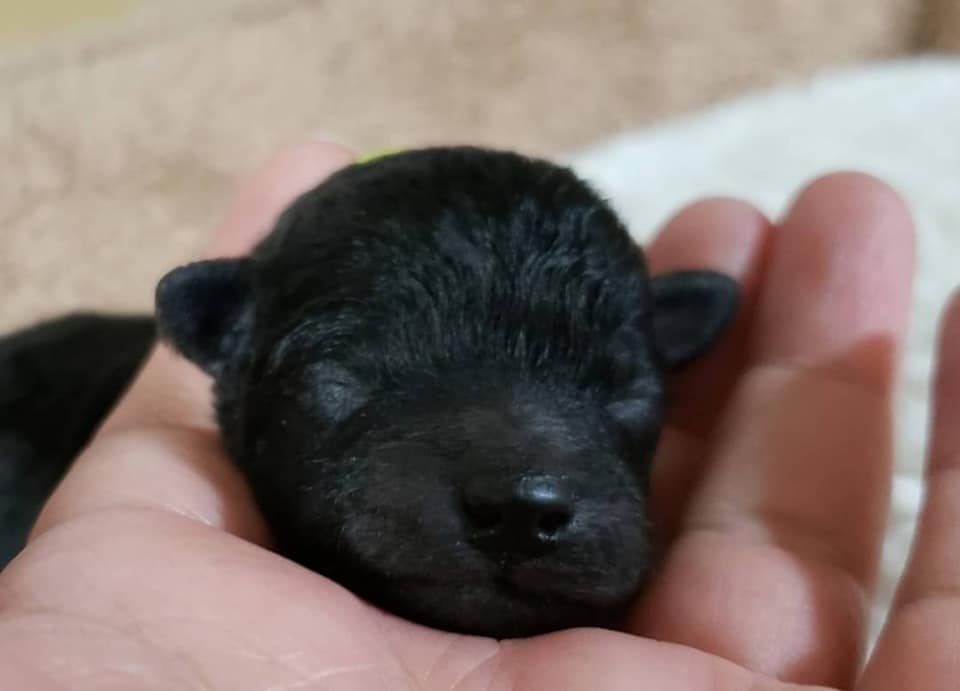 鳥取県米子市 プードル ブリーダー プリティードッグハウス