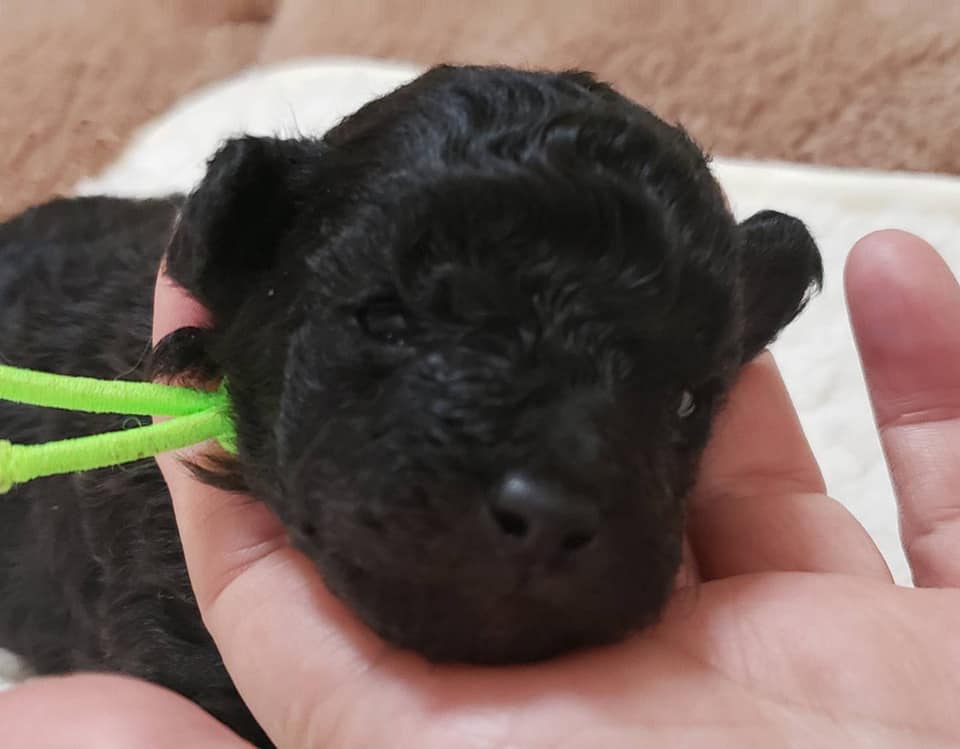 プリティードッグハウス