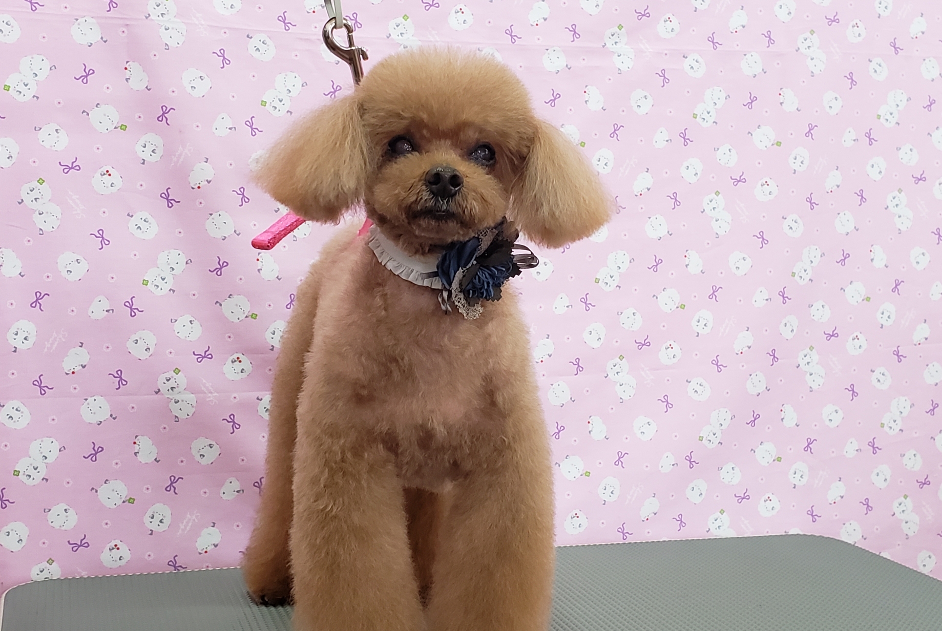 鳥取県米子市　トリミングショップ　プリティードッグハウス